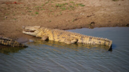 A large alligator