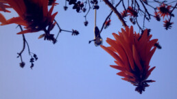 Orange flowers hang from tree branches